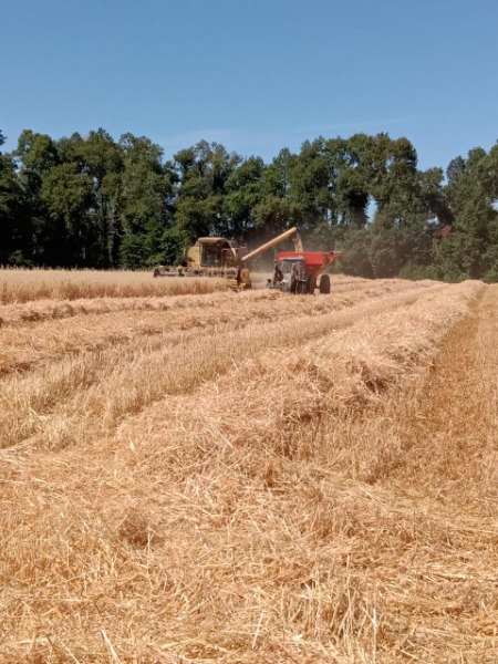 
								Trilladora Cereales New Holland completo									