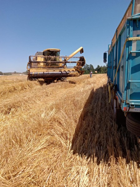 
								Trilladora Cereales New Holland completo									
