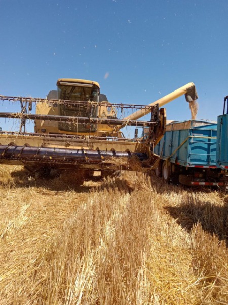 
								Trilladora Cereales New Holland completo									