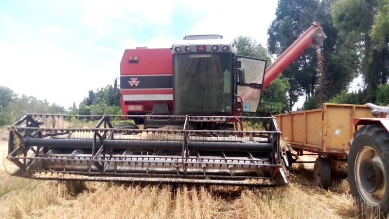 
								Cosechadora de Cereales Massey Fergusson completo									