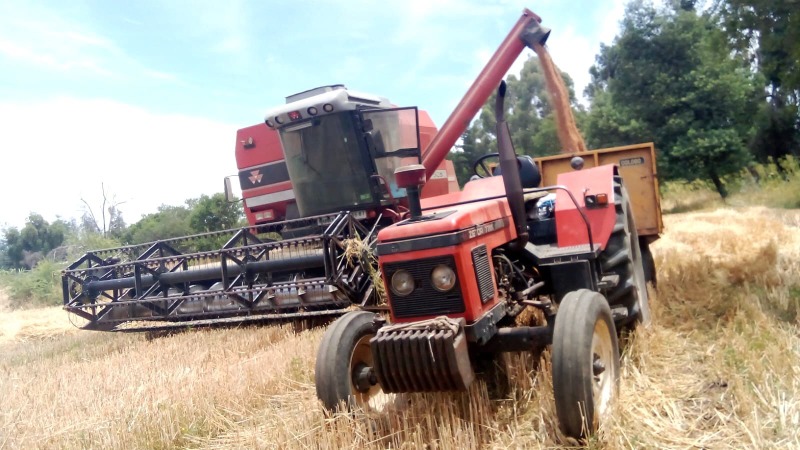 
								Cosechadora de Cereales Massey Fergusson completo									