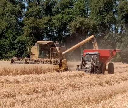 
								Trilladora Cereales New Holland completo									